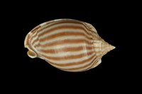 藏品(條紋鬘螺)的圖片